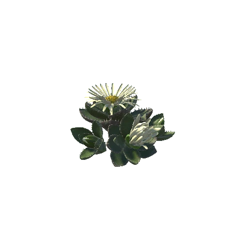 Flower_Faucaria tigrina3 2